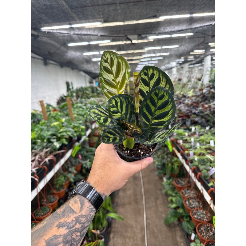 Goepperita makoyana (Calathea)