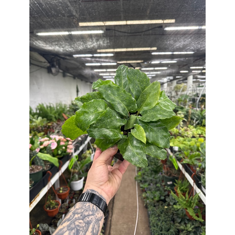 Goeppertia kegeljanii (Calathea Mosaica)