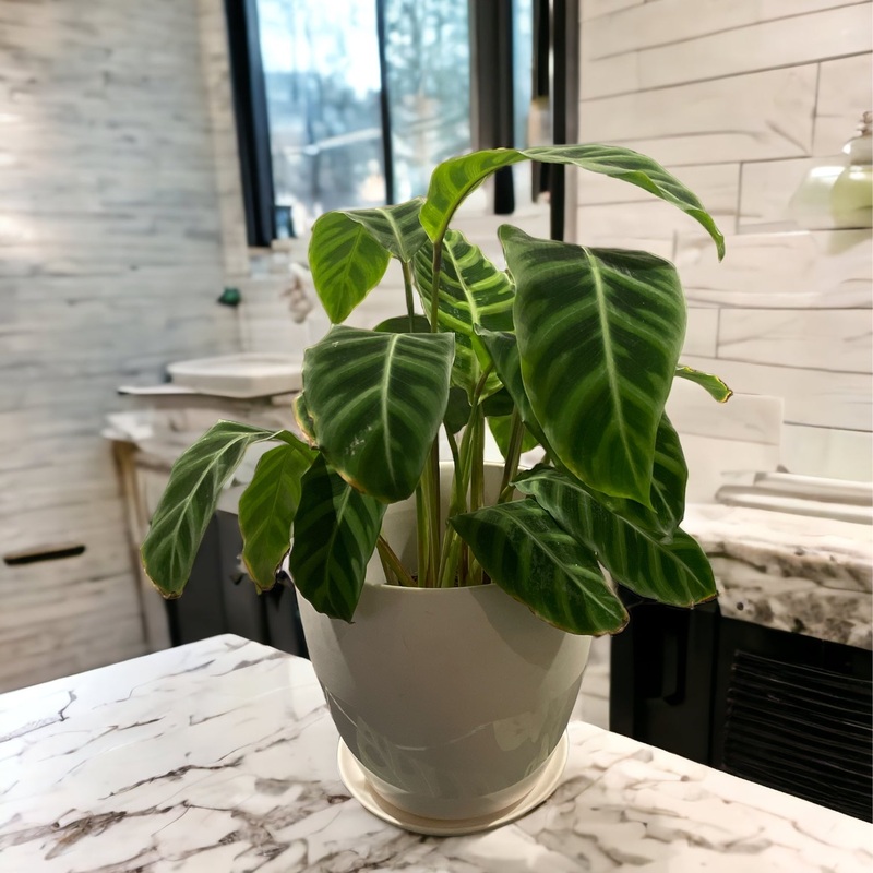 Goeppertia Zebrina (Calathea)|4″ Pot|6″ Pot