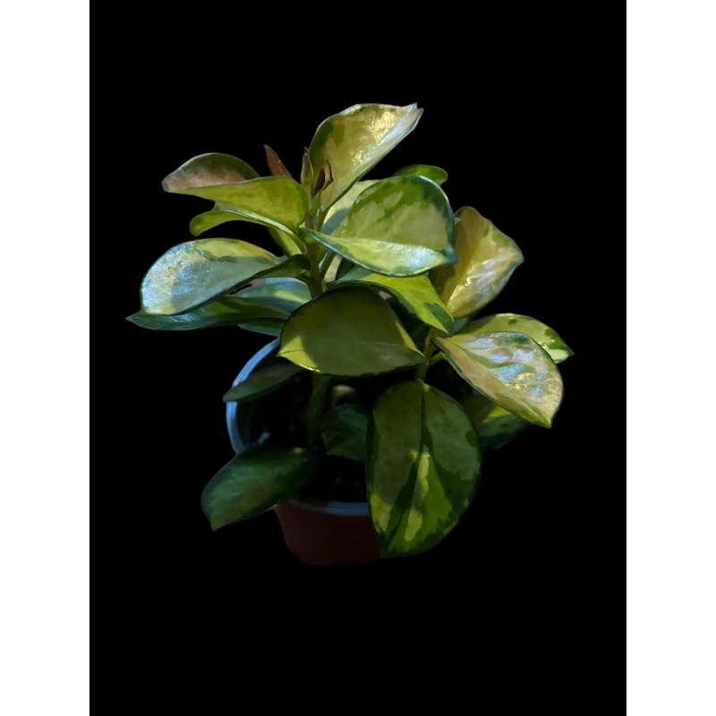 Hoya Australis Lisa|4″ Pot|5″ Pot|6″ Hanging Basket