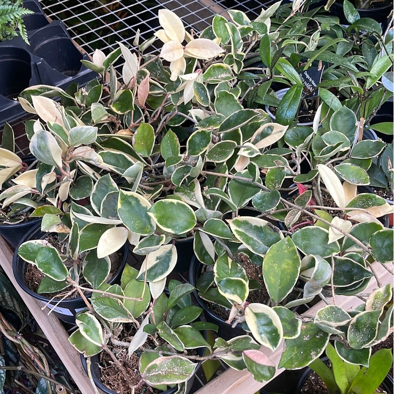 Hoya Krimson Queen|4″ Pot|6″ Pot|6″ Hanging Basket