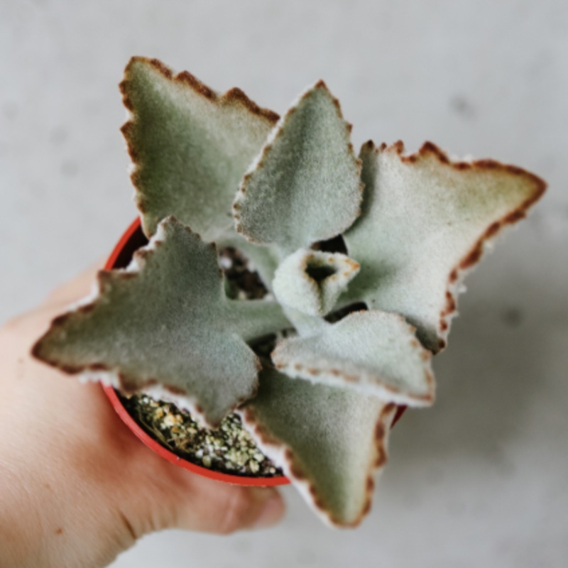 Kalanchoe Beharensis|4 inch