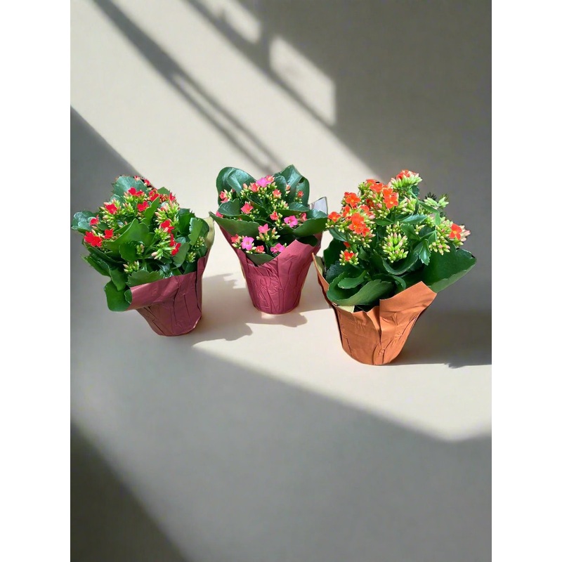Kalanchoe blossfeldiana ‘Calandiva’