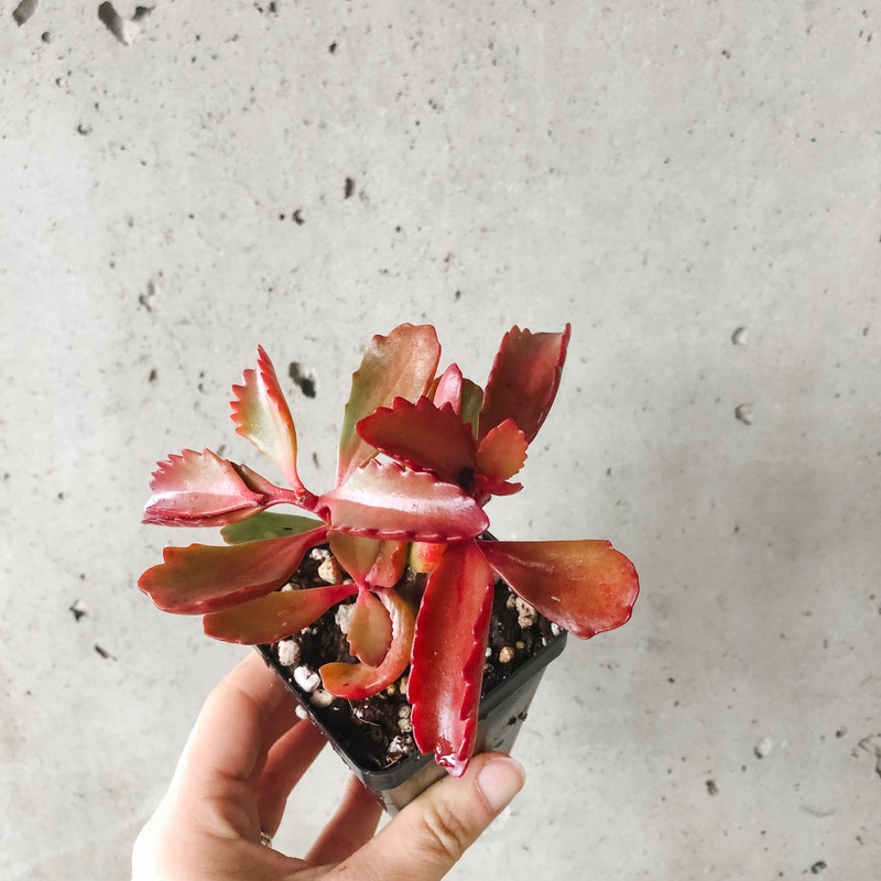 Kalanchoe sexangularis|2 inch