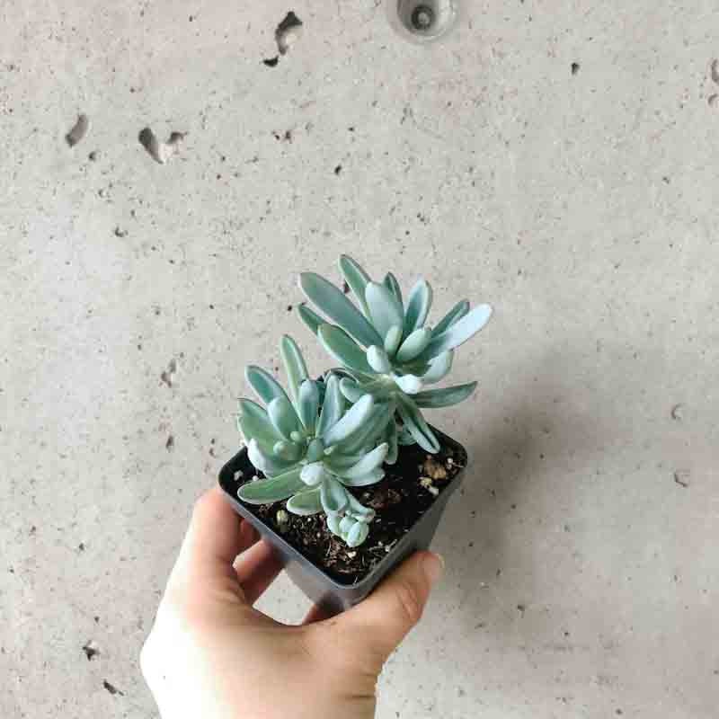 Keinia Repens|2 inch|4 inch (terracotta)