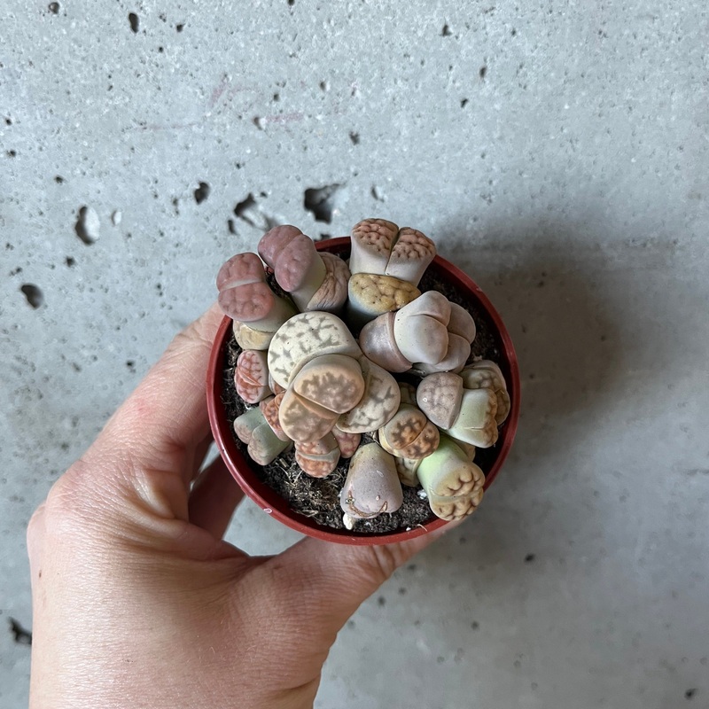 Lithops|2 inch|3 inch