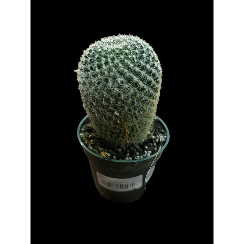 Mammillaria hahniana (Old Lady Cactus)