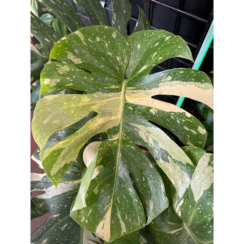 Monstera Deliciosa Thai Constellation