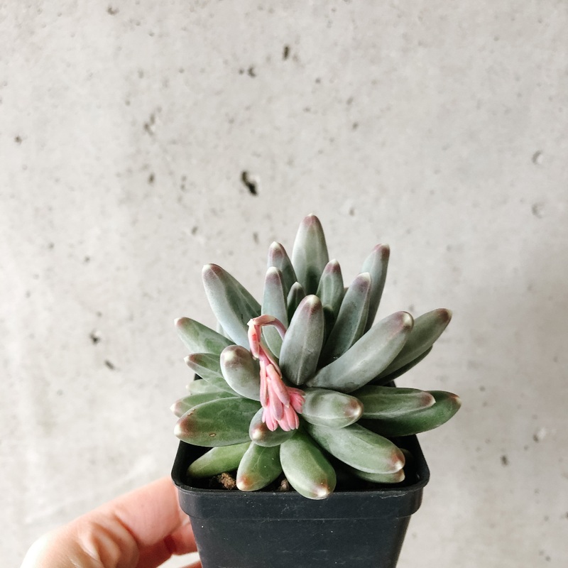 Pachyphytum Compactum|2 inch|4 inch