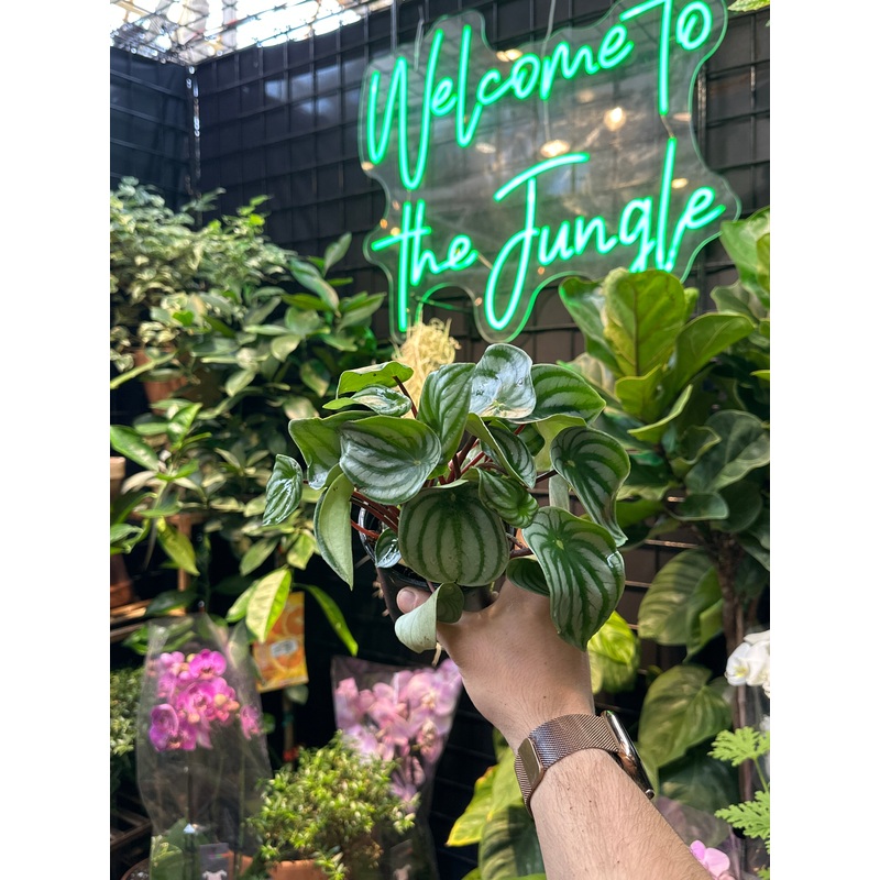 Peperomia Argyreia (Watermelon)