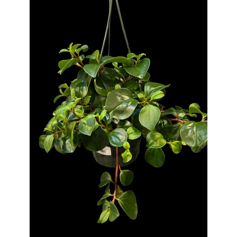 Peperomia Glabella|4″ Pot|6″ Hanging Basket|8″ Hanging Basket