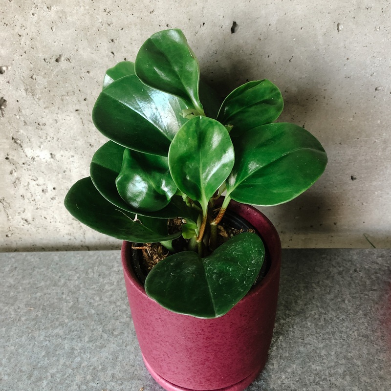 Peperomia Lemon Lime|4 inch