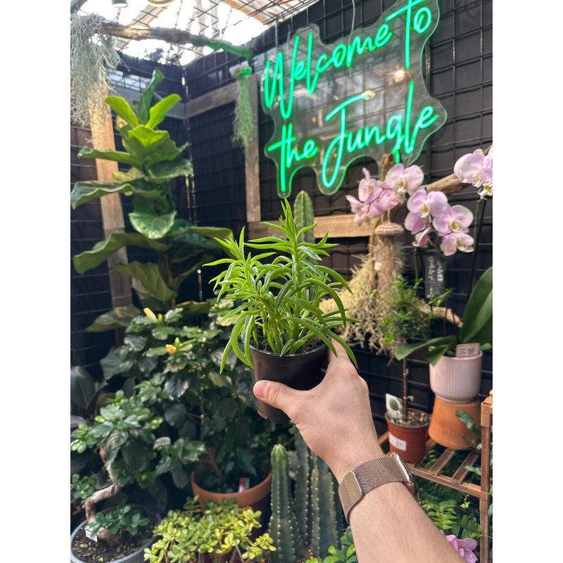Peperomia Nevada (Happy Bean)|4″ Pot|6″ Pot