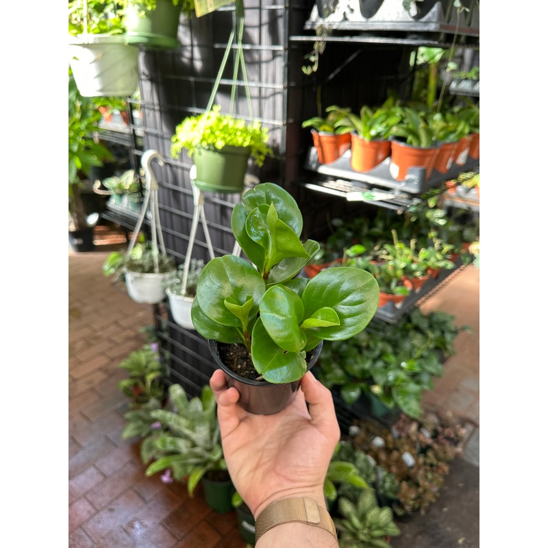 Peperomia Obtusifolia|4″ Pot|5″ Pot|6″ Pot