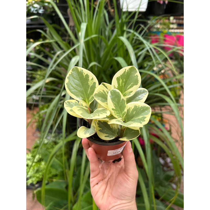 Peperomia Obtusifolia Marble|4″ Pot|5″ Pot|6″ Pot