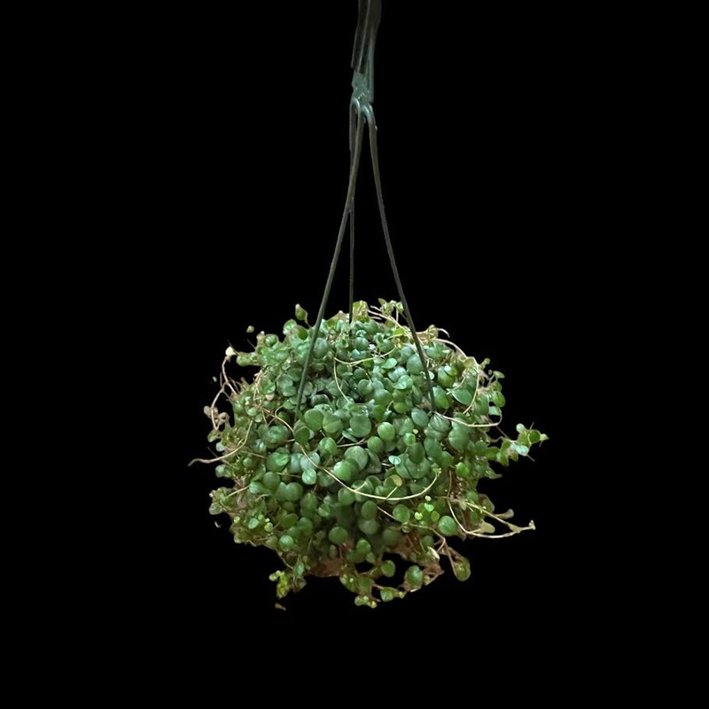 Peperomia Pepperspot|6″ Hanging Basket
