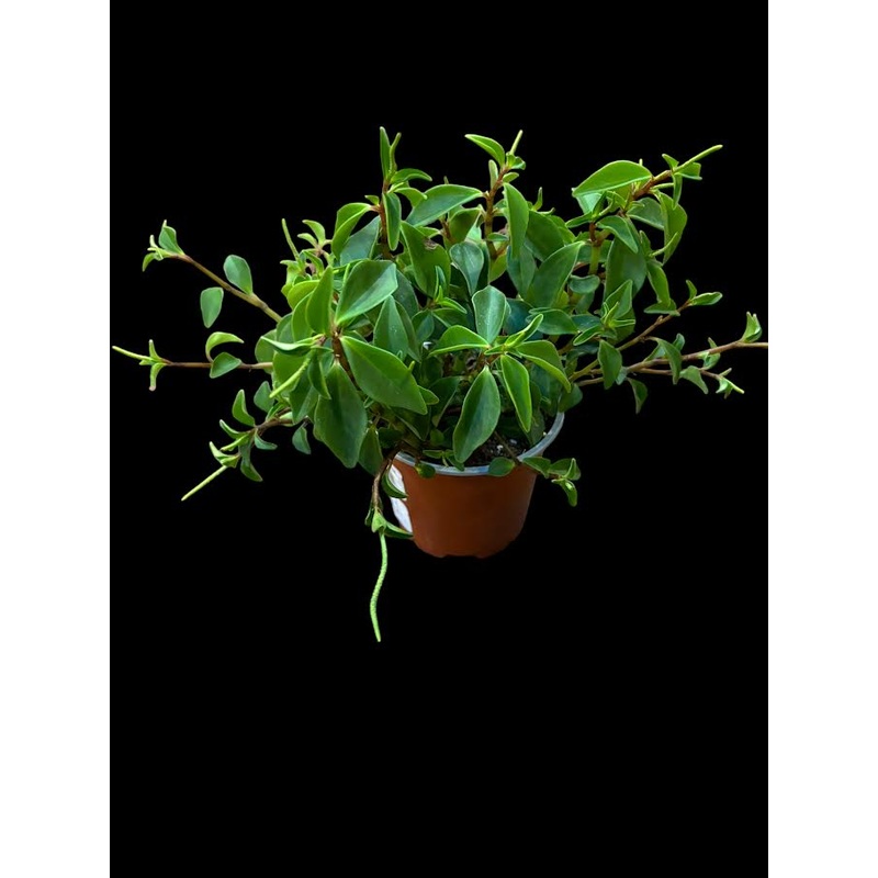 Peperomia Pereskiifolia|4″ Pot|6″ Hanging Basket