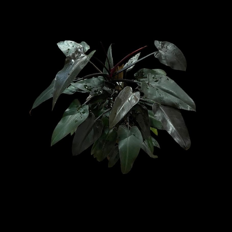 Philodendron Black Majesty|4″ Pot