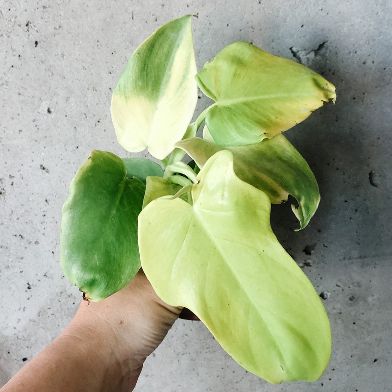 Philodendron Gold Violin|4 inch
