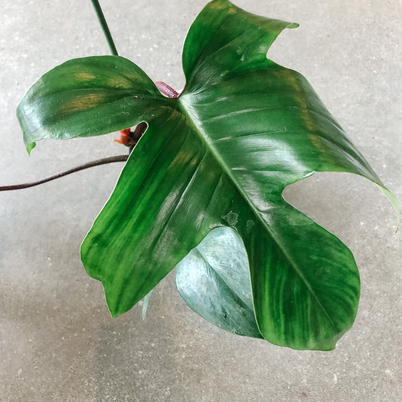 Philodendron Rudolph|6 Inch|10 Inch