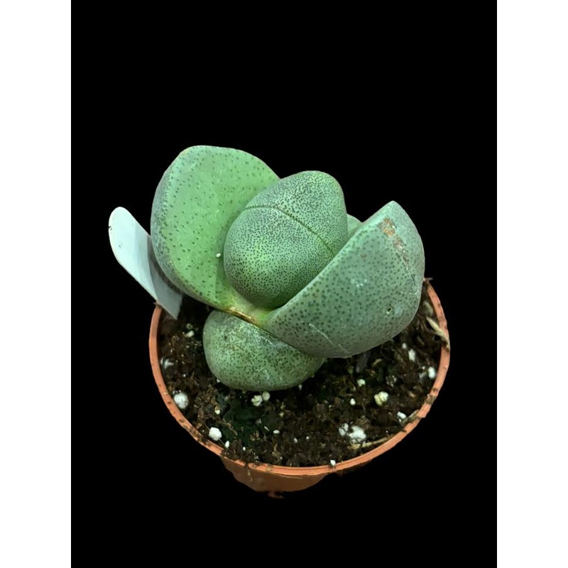 Pleiospilos bolusii|2.5″ Pot