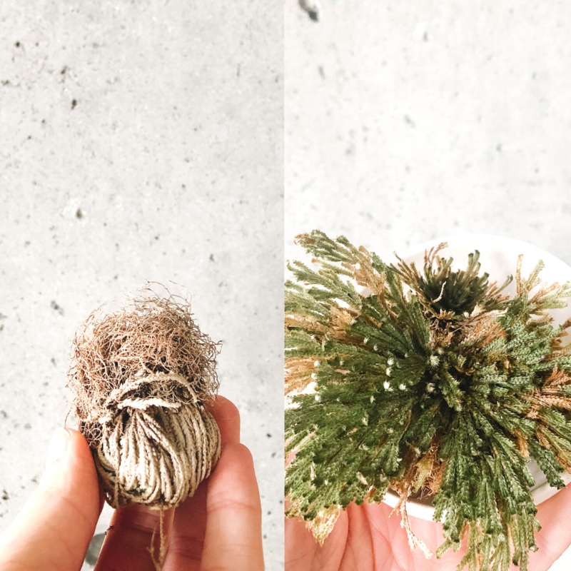 Resurrection Plant
