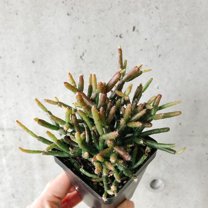 Rhipsalis Burchelli|2 inch|4 inch