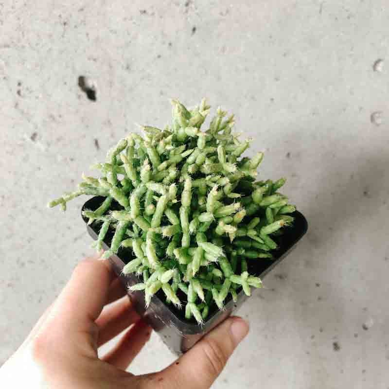 Rhipsalis Cereuscula|2 inch|4 inch