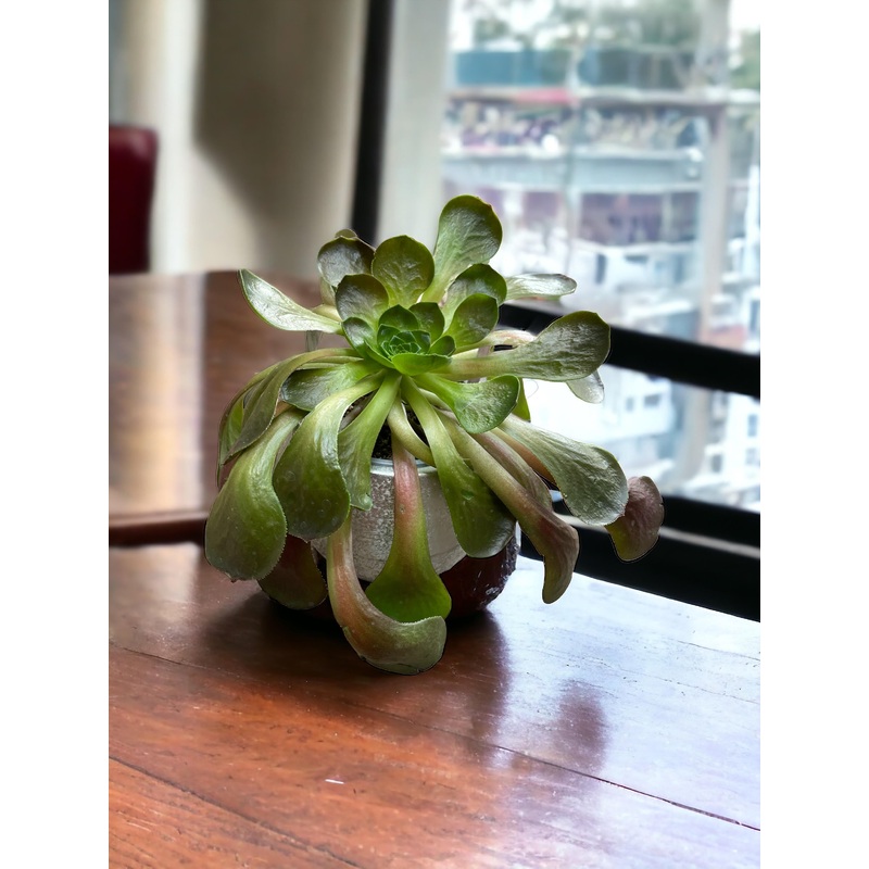 Semponium Destiny|4″ Pot
