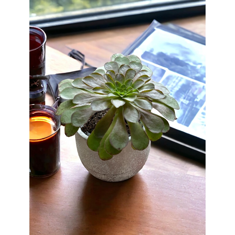Semponium Sienna|4″ Pot