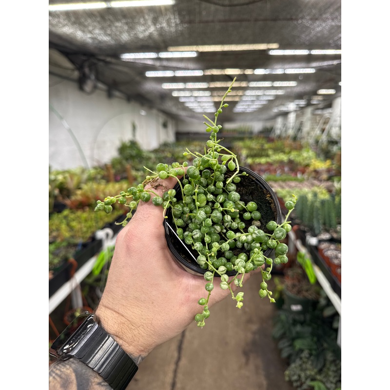 Senecio rowleyanus variegata (String of Pearls)