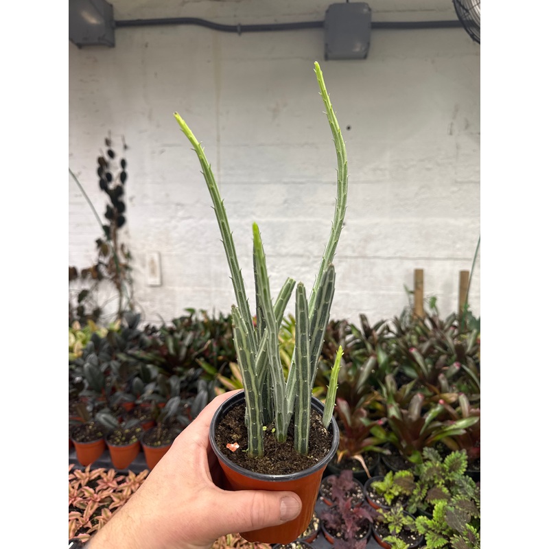 Senecio Stapeliformis|4″ Pot|6″ Pot