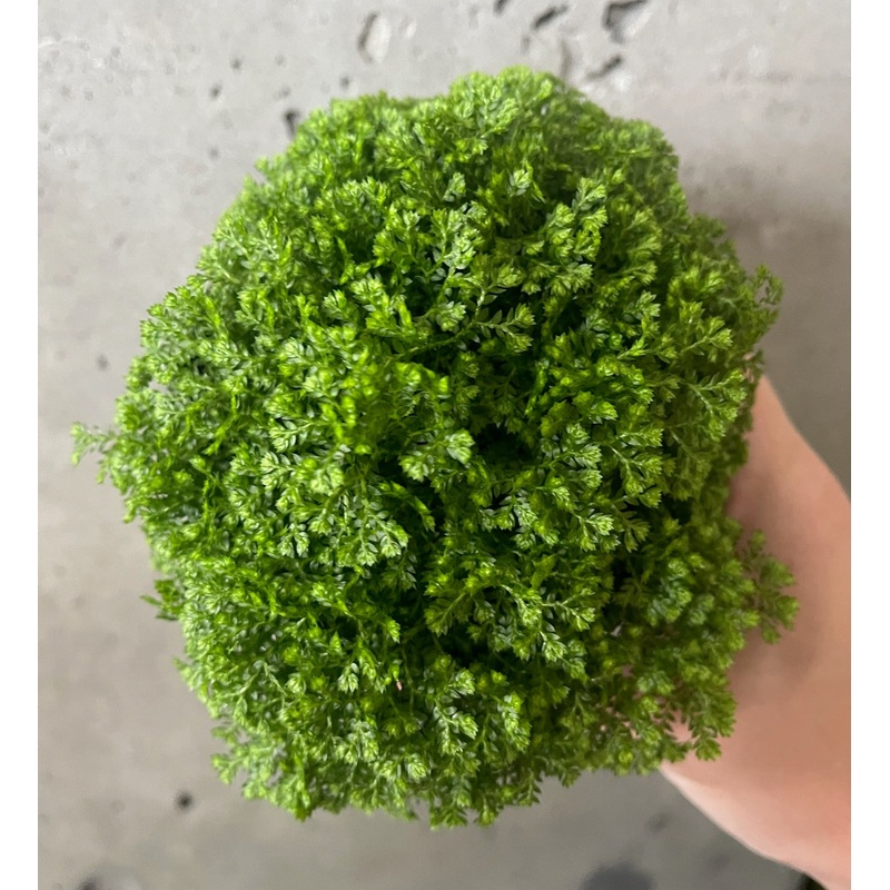 Spikemoss|4 inch