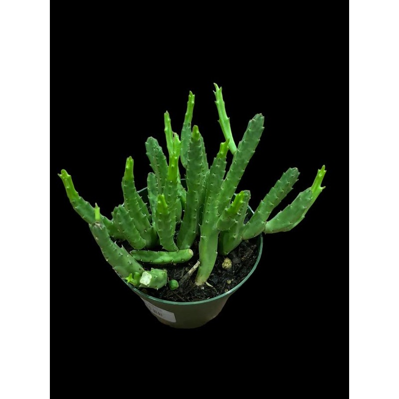 Stapelia Grandiflora|4″ Pot