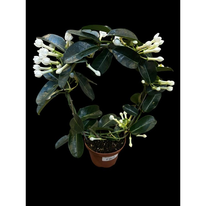 Stephanotis Jamsine|6″ Pot Hoop