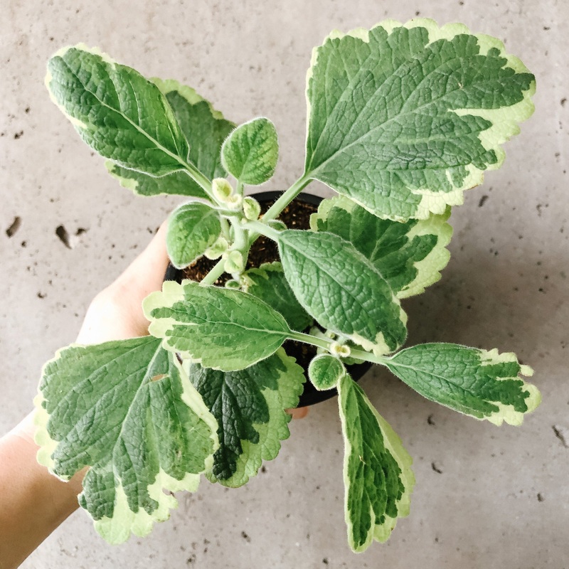 Swedish Ivy (Variegated)|4 inch