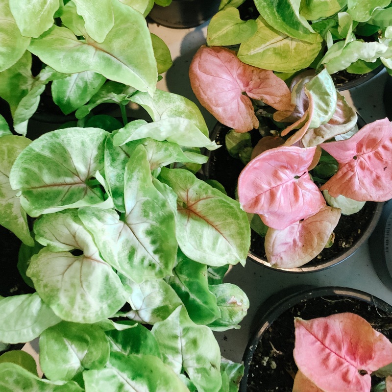 Syngonium (Assorted)|4 inch