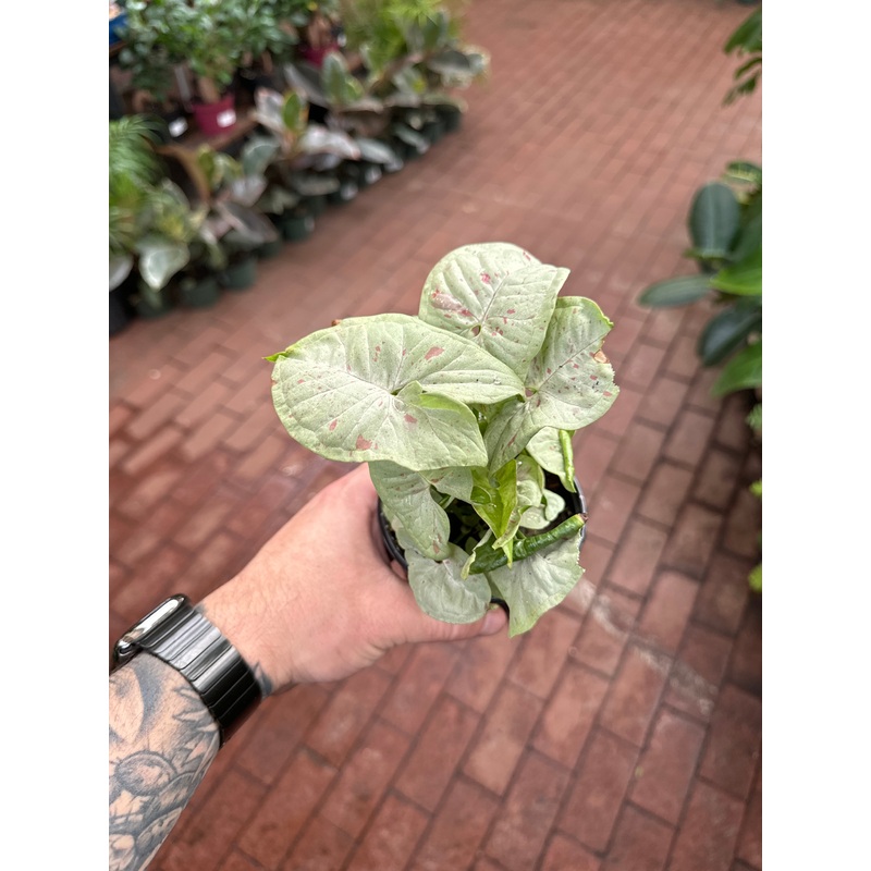 Syngonium Milk Confetti|4″ Pot
