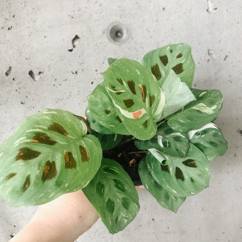 Variegated Maranta|2 inch|4 inch|6 inch|8 inch