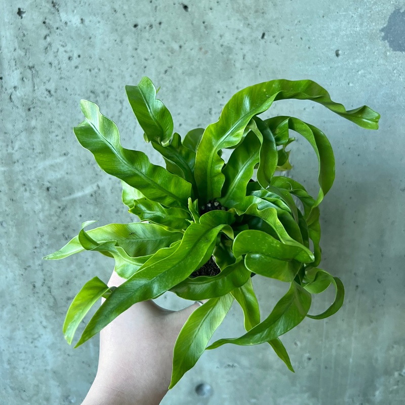 Victoria Bird Nest Fern|4 inch|6 inch|8 inch