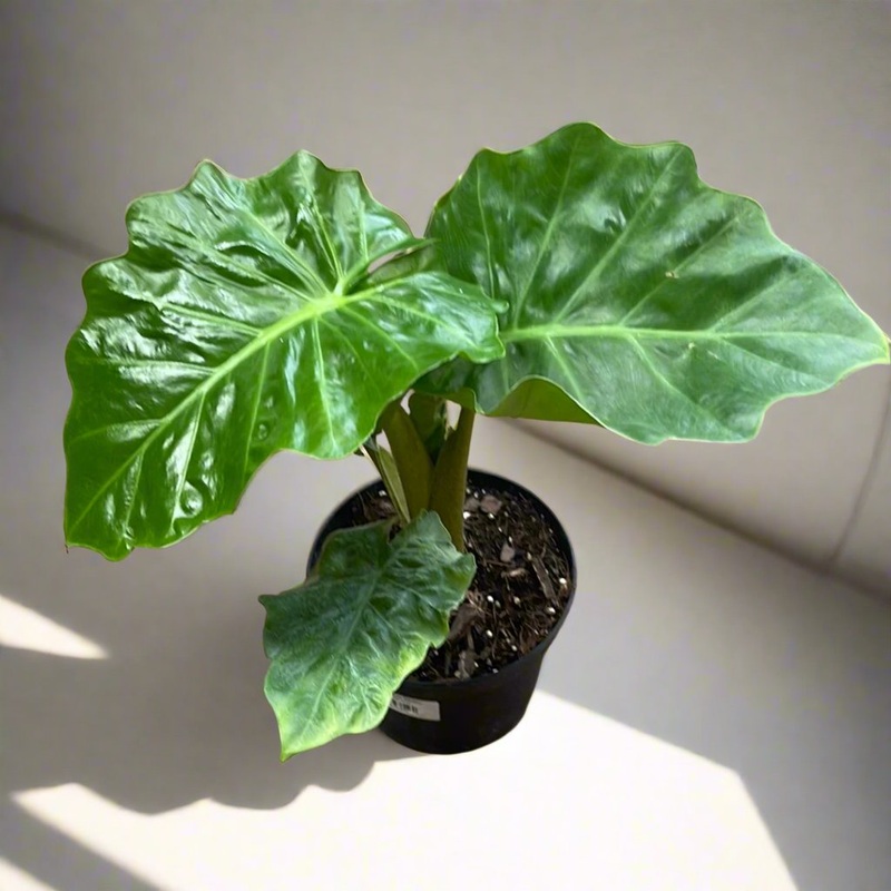Alocasia Low Rider|6″ Pot