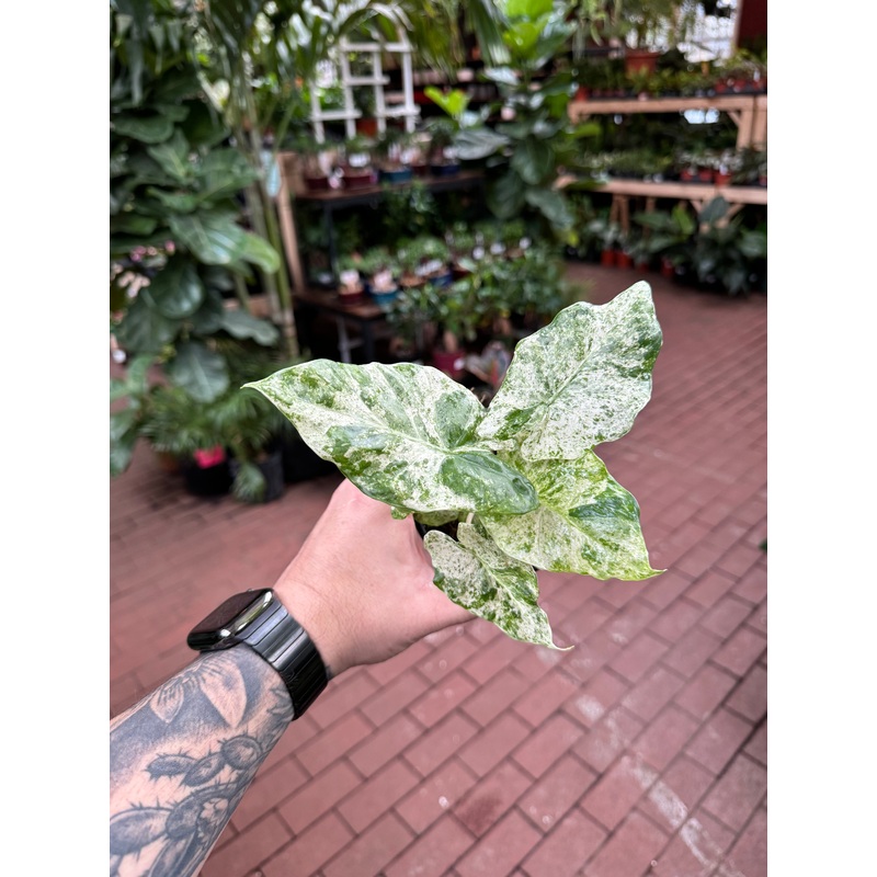 Alocasia Macrorrhiza Camouflage