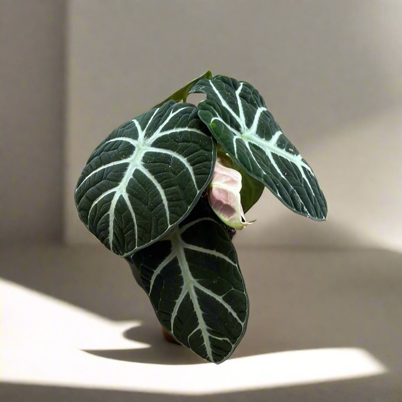 Alocasia Ninja|5″ Pot