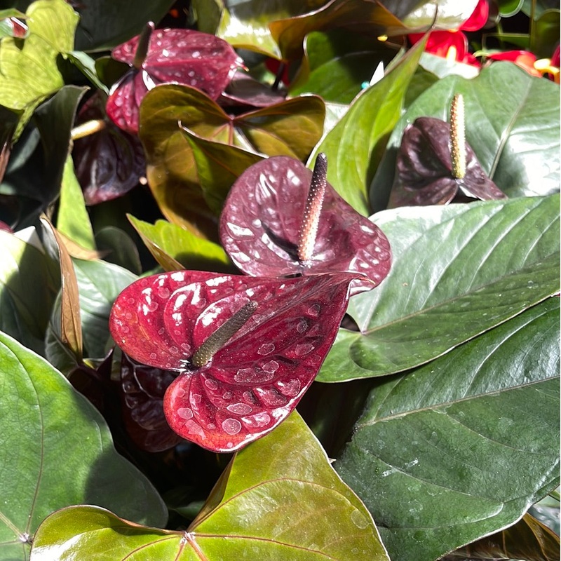 Anthurium Black Beauty|6.5″ Pot