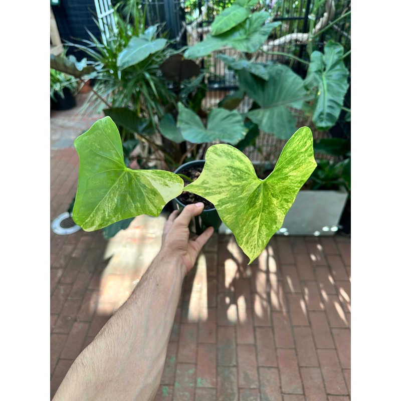 Anthurium Pterodactyl Variegata