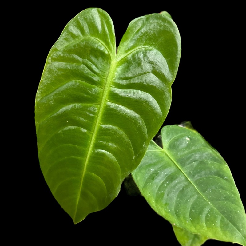 Anthurium Veitchii King|6″ Hanging Basket