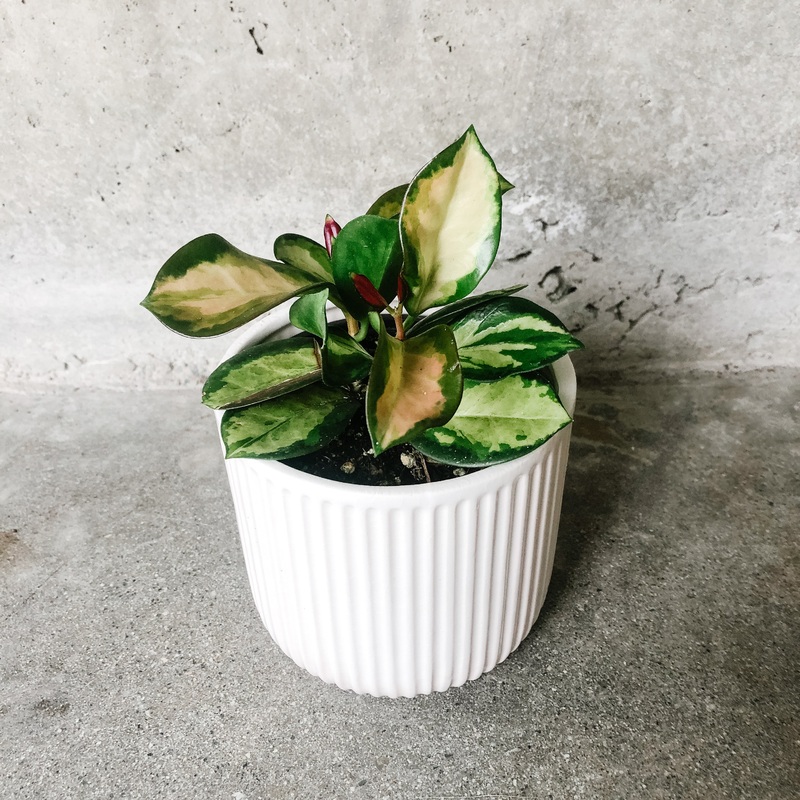 Ava Planter|White