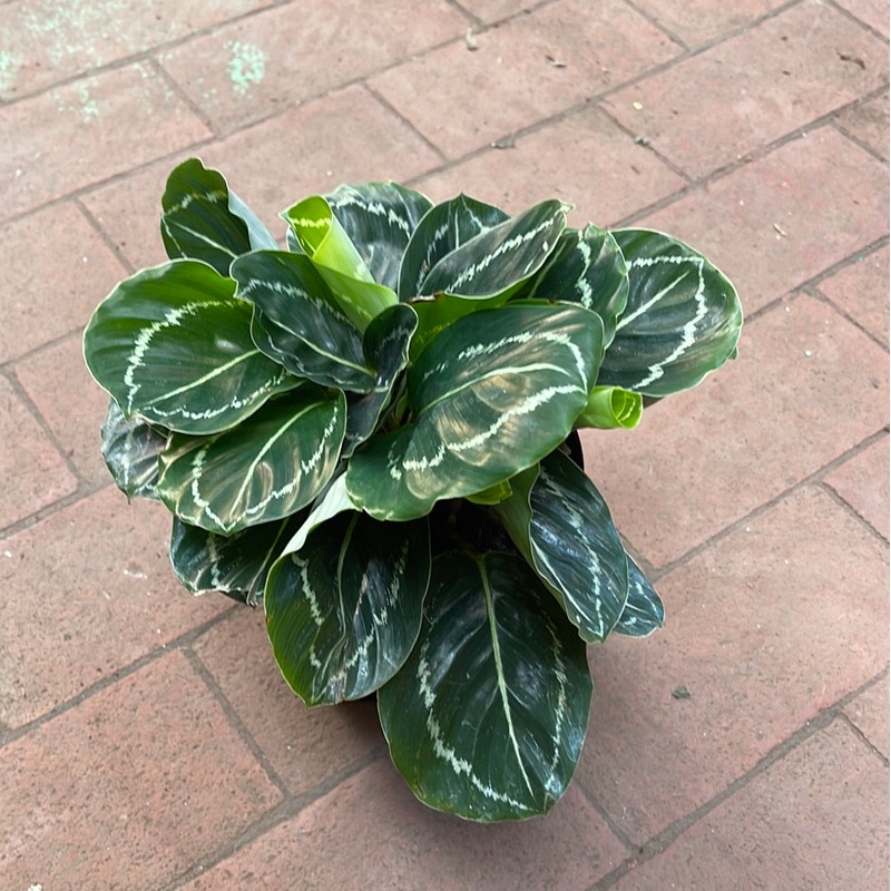 Calathea ‘Green Beauty’|6″ Pot