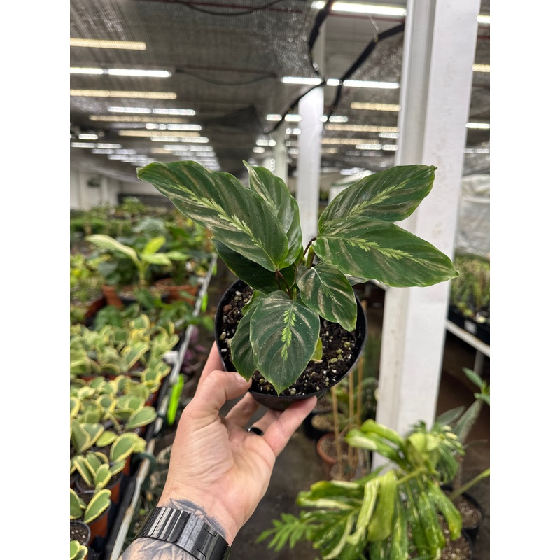 Calathea ‘Maui Queen’|6″ Pot