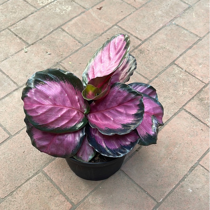 Calathea ‘Pink Star’|2.5″ Pot|4″ Pot|6″ Pot